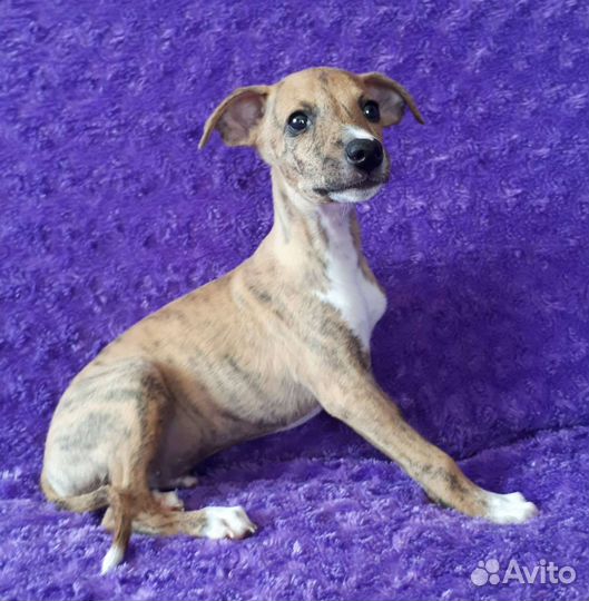 Щенки уиппета