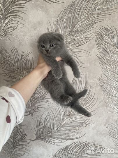 Шотландская