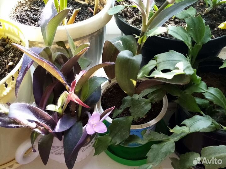 Традесканция