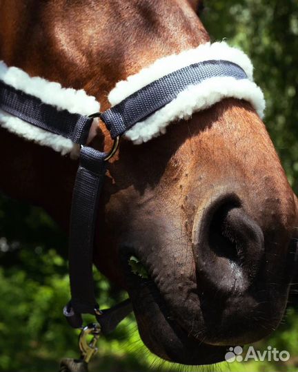 Недоуздок для лошади, конная амуниция, капцунг