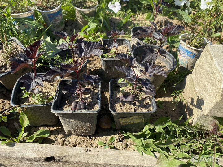 Пузыреплодник