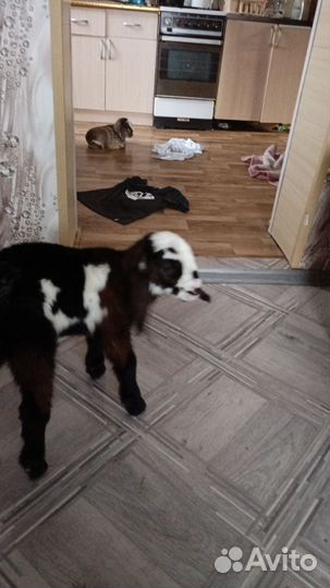 Нубийские козы козлы козлята