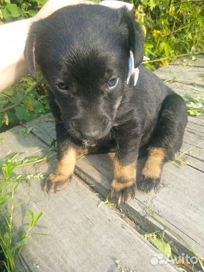 Маленькая собачка в дар