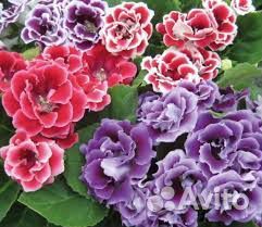 Глоксинии семена