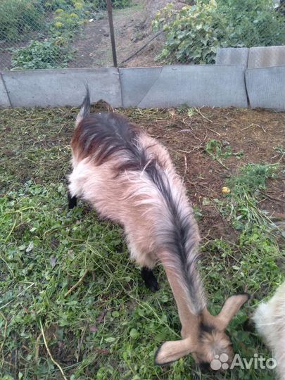 Коза дойная