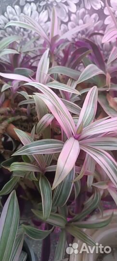 Комнатные цветы