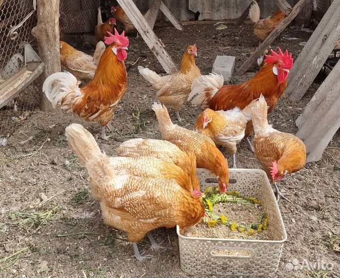 Породные куры
