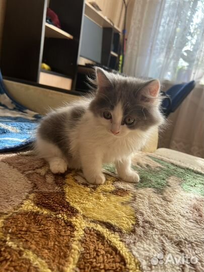 Кошка в дар бесплатно