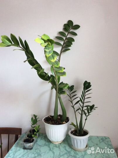 Замиокулькас