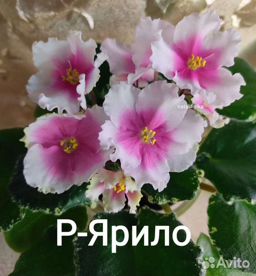 Детки сортовых фиалок