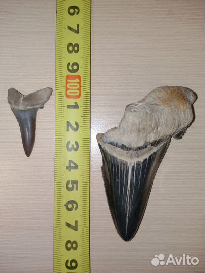 Окаменелости зубы