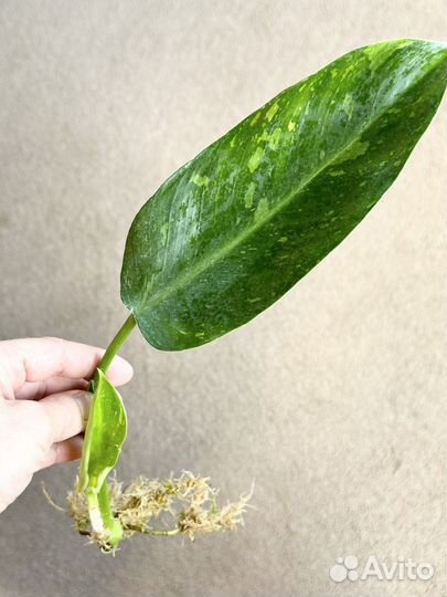 Филодендрон хосе буоно / Jose Buono /White marble