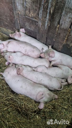 Поросята