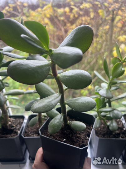 Толстянка (денежное дерево)