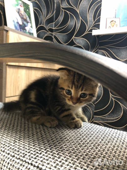 Котята Шотландской породы