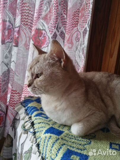 Котик в добрые руки