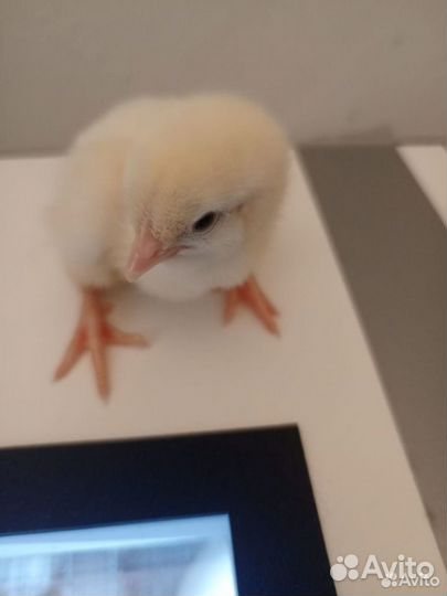 Цыплята бройлера, несушки, индюшата