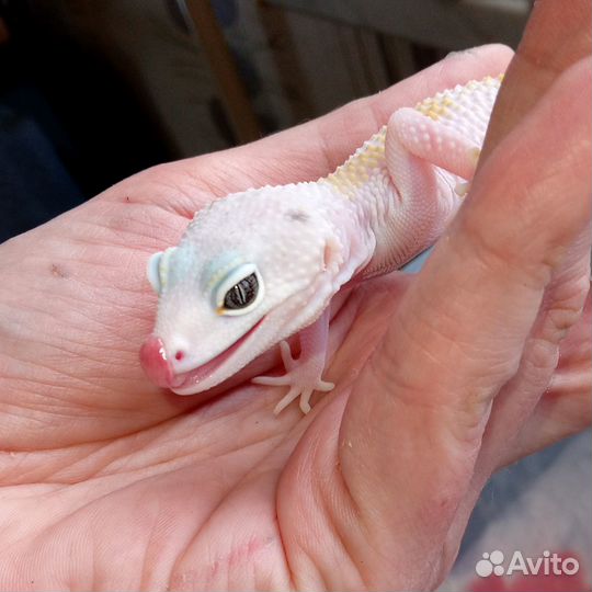 Эублефар white & yellow