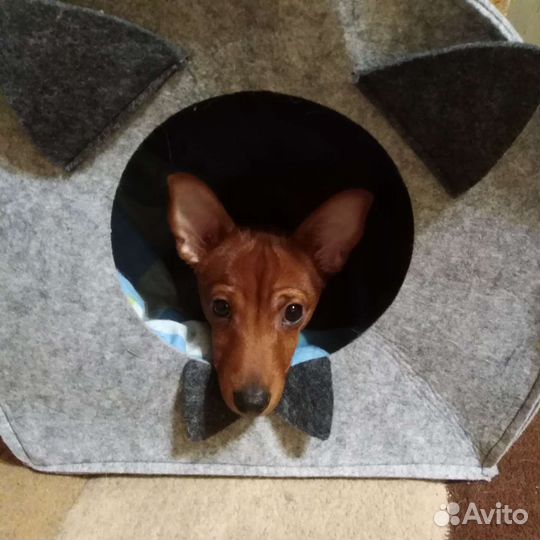 Цвергпинчер вязка