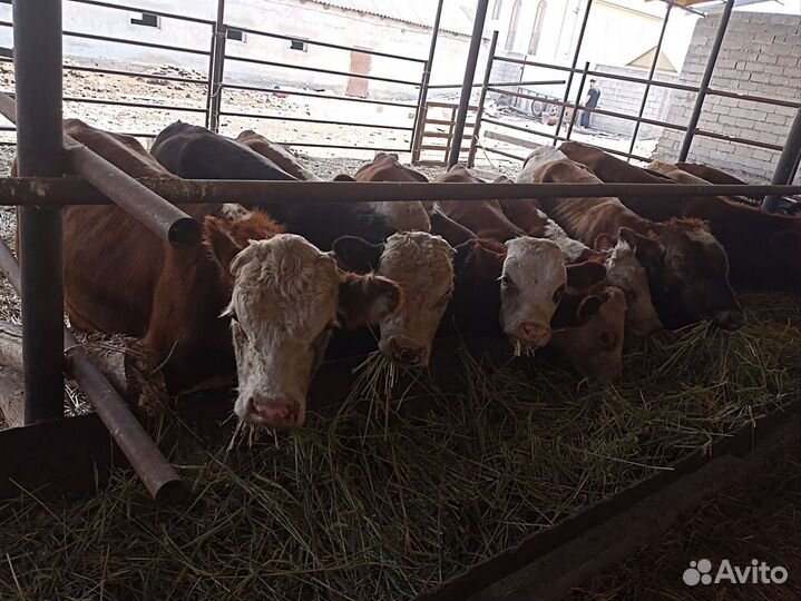 Телята бычки