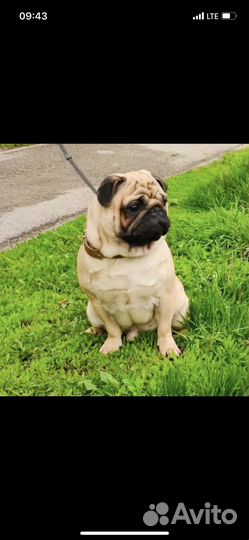 Щенки мопса