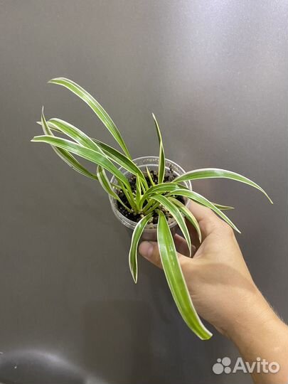 Хлорофитум Лаксум
