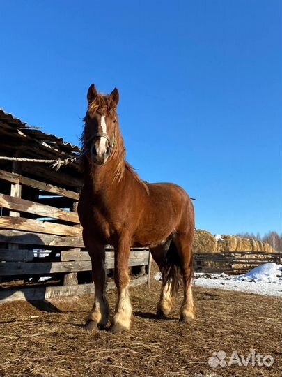 Продажа лошадей