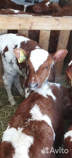 Телята с доставкой до двора за наш счёт