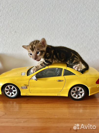 Бенгальские котята