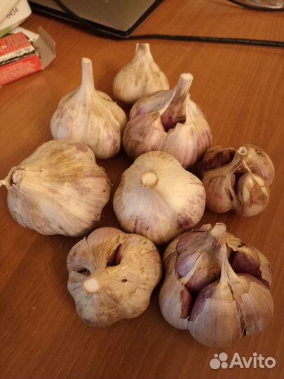 Чеснок