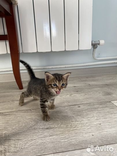 Котята в добрые руки бесплатно