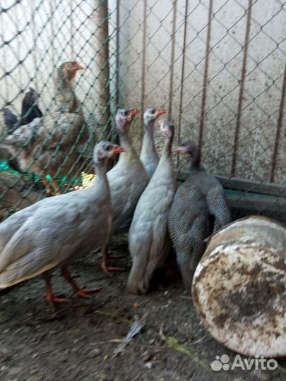 Разная птица