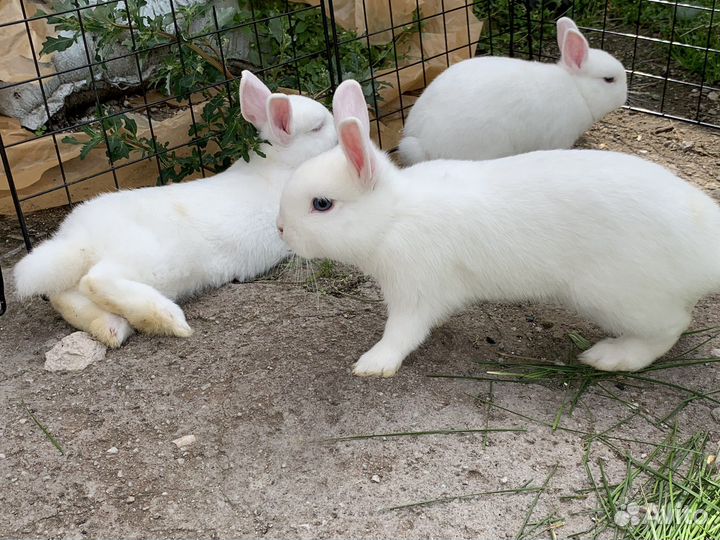 Кролик гермелин