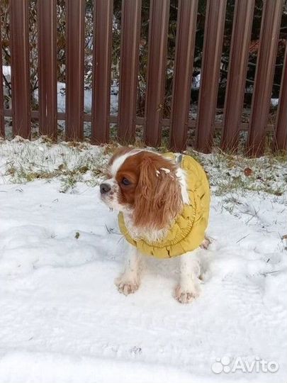 Кавалер кинг чарльз спаниель девочка