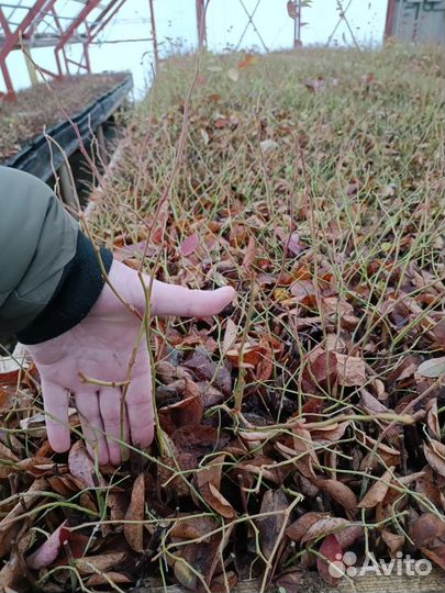 Саженцы Голубики 1 и 2 летка. Свое кфх. Беларусь