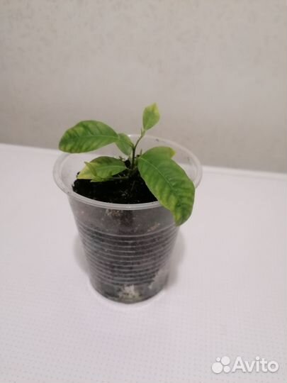 Лимонное дерево