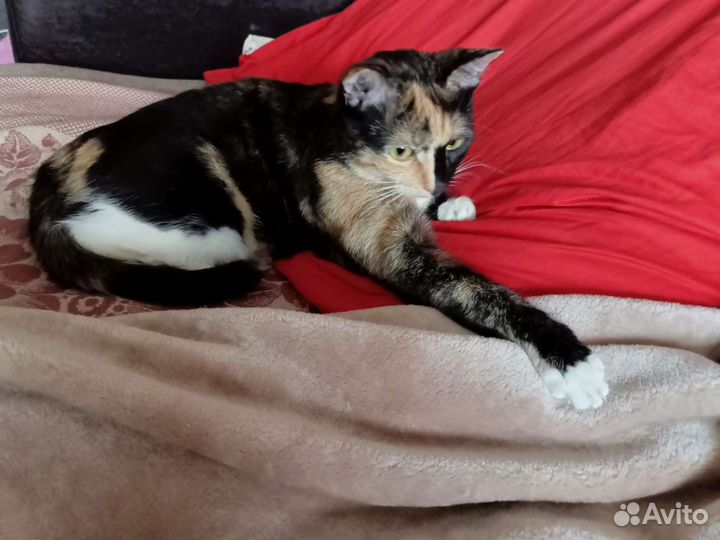 Кошка 1,5года, стерилизована