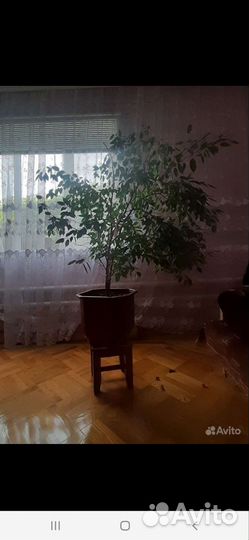 Бенджамина