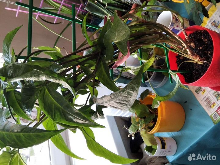 Дендробиум