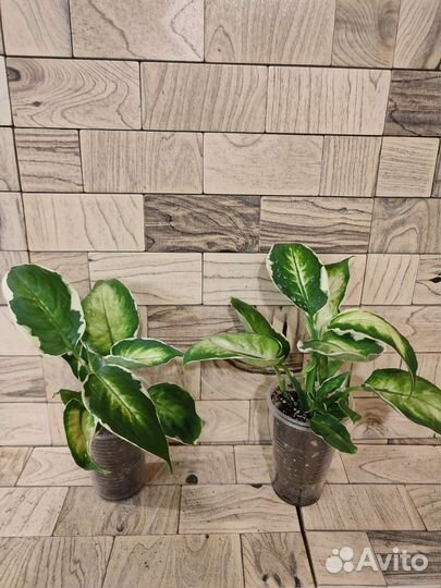 Диффенбахия кул бьюти