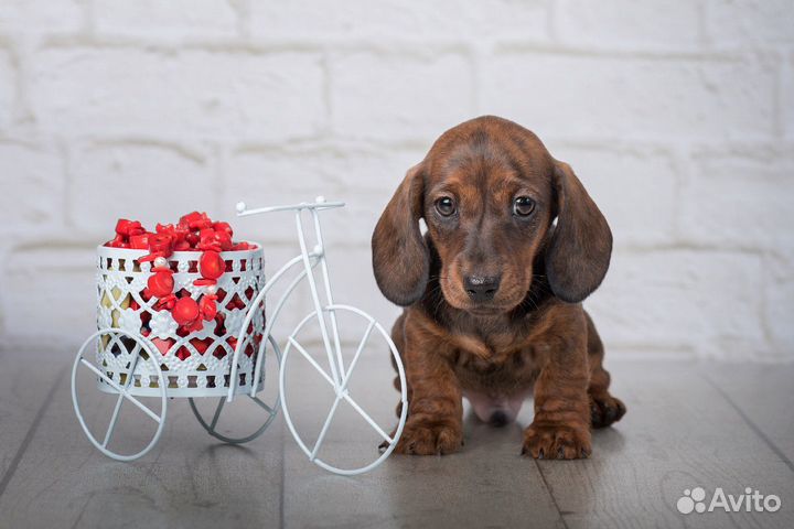 Миниатюрный тигровый кобель таксы для вязки