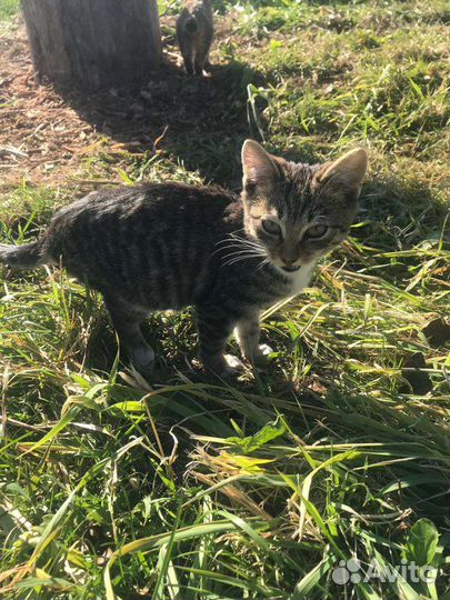 Ручной котик в добрые руки