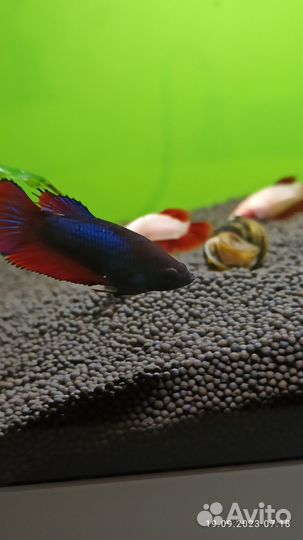 Рыбка петушок молодь