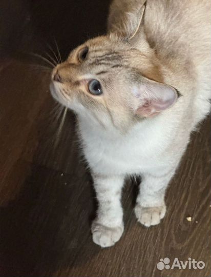 Тайская кошка
