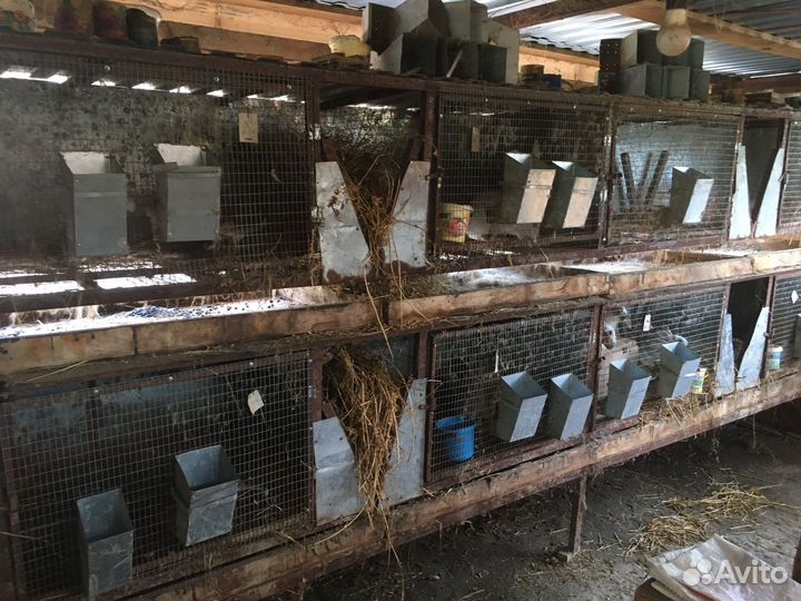 Клетки для кроликов