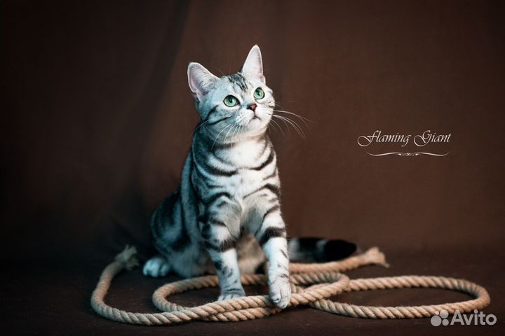 Американские короткошерстные котята