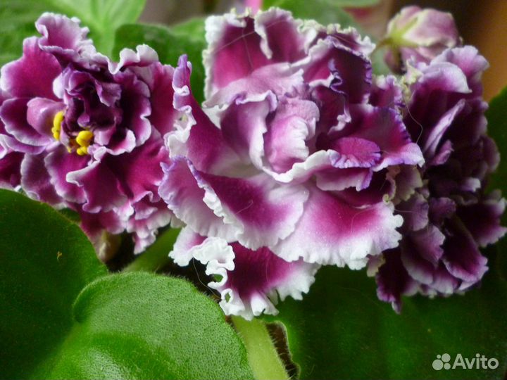 Фиалки сортовые