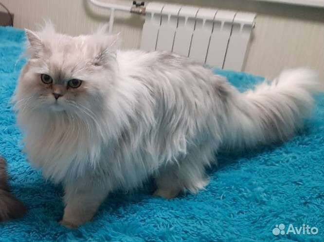 Кот на вязку персидской шиншиллы