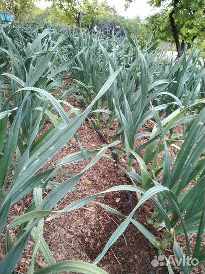 Чеснок рокамболь