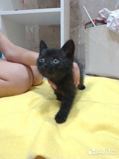 Котята в добрые руки мальчики